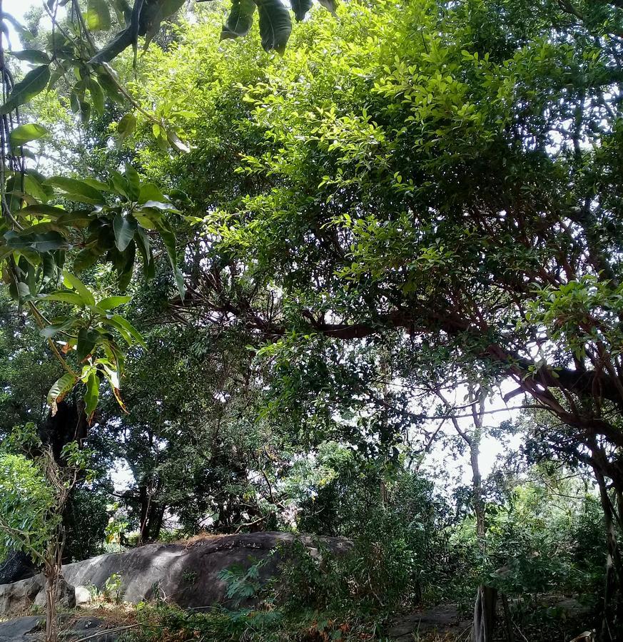 Dambulla Sun Vsh Holiday Ngoại thất bức ảnh